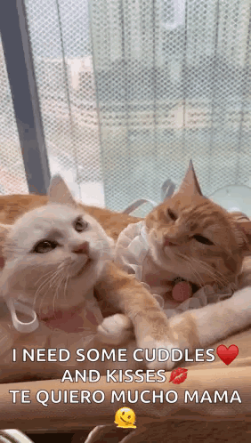 Two Cats Lying On Table GIF