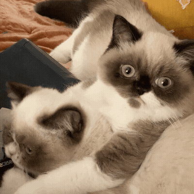 Two Cats Lying Together Looking At Camera GIF