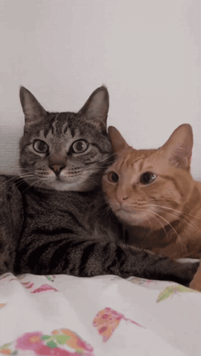 Two Cats Lying Together One Looking At Camera GIF