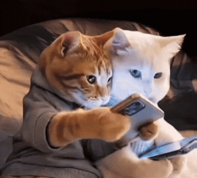 Two Cats On Couch Looking At Phone GIF