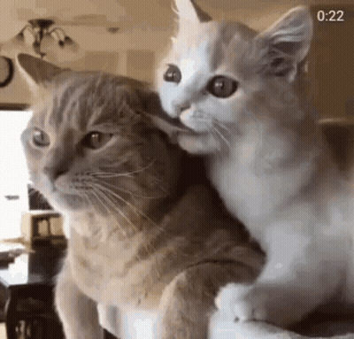 Two Cats On Couch One Licking The Other GIF