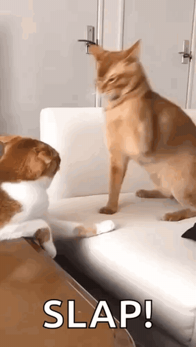 Two Cats On Couch One Slapping Other GIF