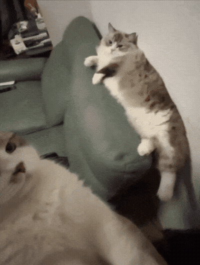 Two Cats On Green Couch One Standing GIF