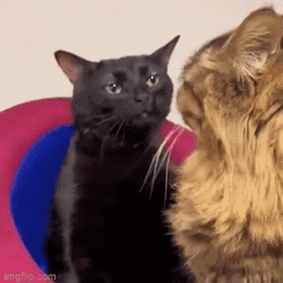 Two Cats One Black Looking At Each Other GIF