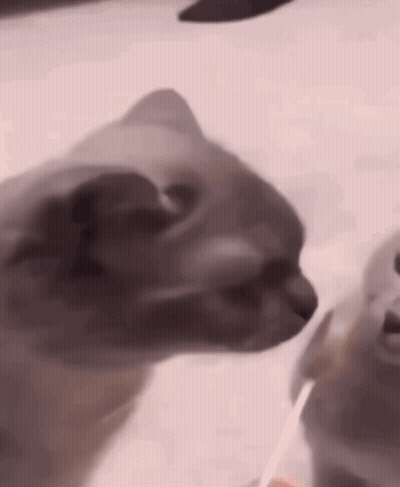 Two Cats, One Looking At Camera GIF