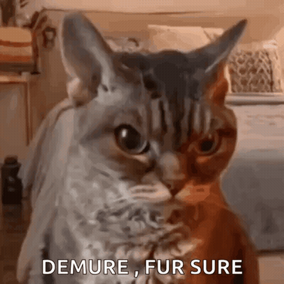 Two Cats One Saying Demure Fur Sure GIF