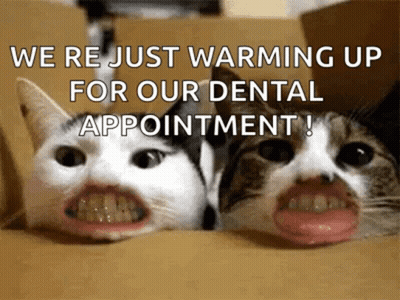 Two Cats Open Mouths Saying Were Just Warming Up For Dental Appointment GIF