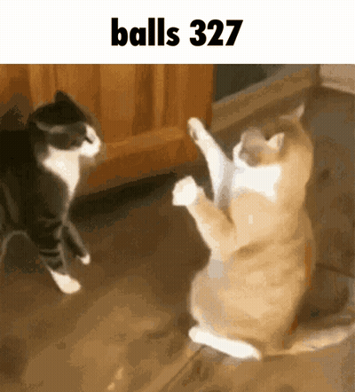 Two Cats Playing Balls 327 GIF