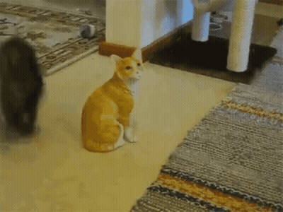 Two Cats Playing GIF