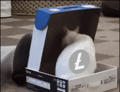 Two Cats Playing In Cardboard Box With LT Logo GIF