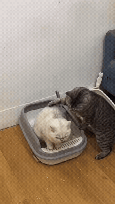Two Cats Playing In Litter Box GIF