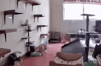 Two Cats Playing In Room GIF