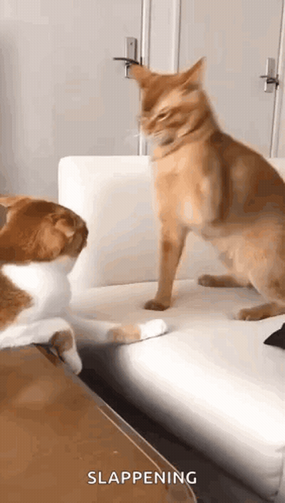 Two Cats Playing On Couch GIF