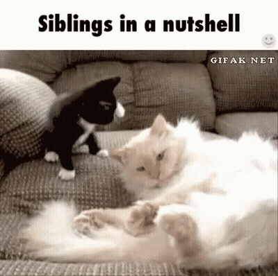 Two Cats Playing On Couch GIF