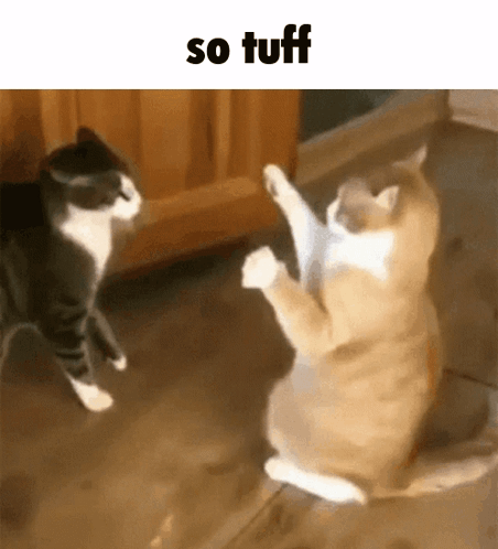 Two Cats Playing On Floor With Caption So Tuff GIF