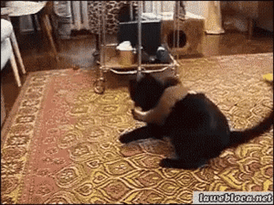 Two Cats Playing On Rug Iwebloca.net GIF