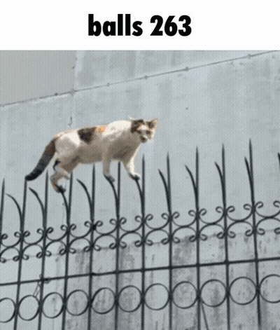 Two Cats Playing On Tiled Floor GIF