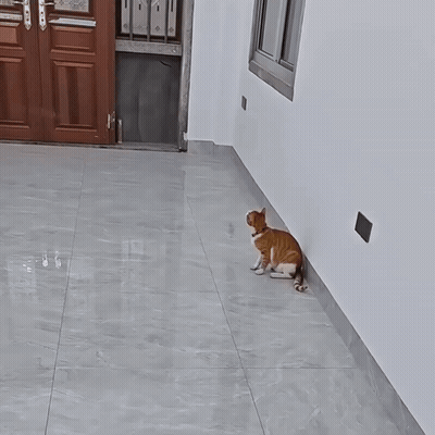 Two Cats Playing On Tiled Floor GIF