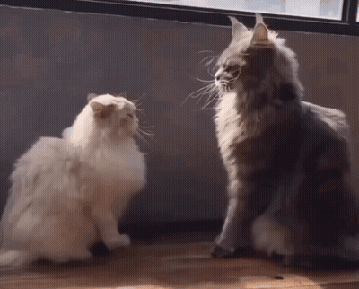 Two Cats Playing One Scratching Other's Head