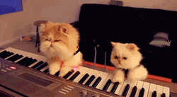 Two Cats Playing Piano GIF