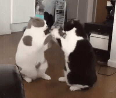 Two Cats Playing Together GIF