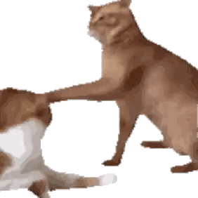 Two Cats Playing With Butt Sticker