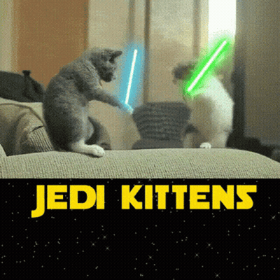 Two Cats Playing With Lightsabers Jedi Kittens GIF