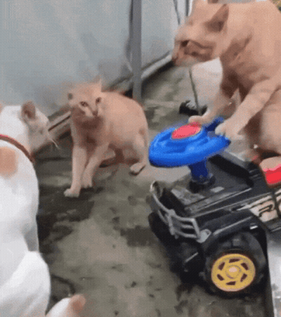 Two Cats Playing With Toy Car While Another Watches GIF