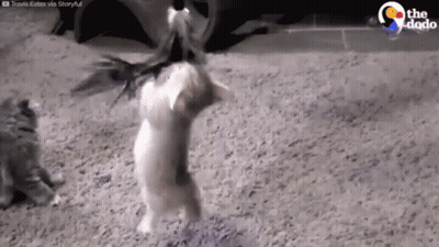 Two Cats Playing With Toy GIF