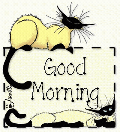 Two Cats Saying Good Morning GIF
