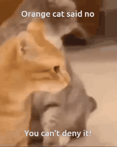 Two Cats Saying Orange Cat No Deny It GIF