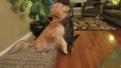 Two Cats Sitting By Brick Wall Saying Maybe Someday They Will Play Together GIF