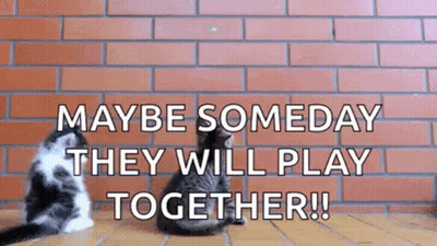 Two Cats Sitting In Front Of Brick Wall Maybe Someday They Will Play Together GIF