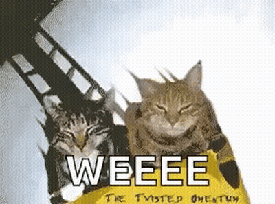 Two Cats Sitting Next To Each Other GIF