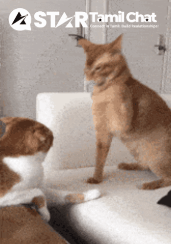 Two Cats Sitting On A Couch With A Star Tamil Chat Logo GIF
