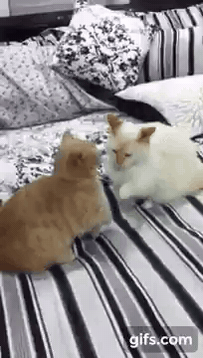 Two Cats Sitting On Bed GIF