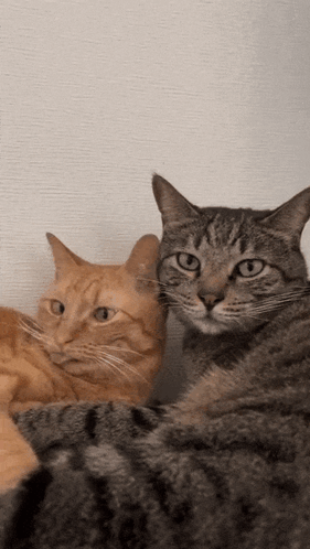 Two Cats Sitting On Blanket GIF