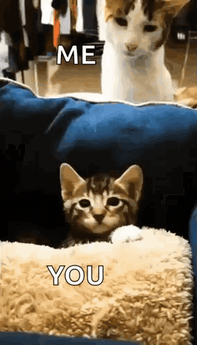 Two Cats Sitting On Couch One Peeking Out Of Box GIF