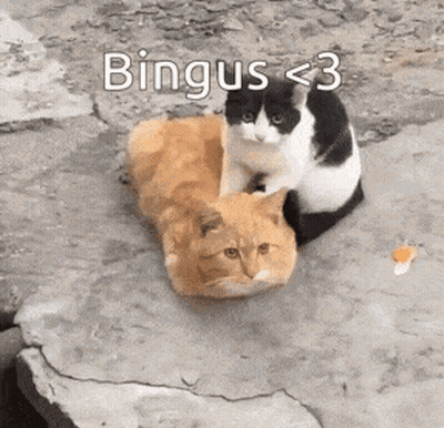 Two Cats Sitting On Rock Bingus < 3 GIF