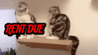 Two Cats Sitting On Shelf GIF
