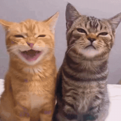 Two Cats Sitting One Smiling GIF