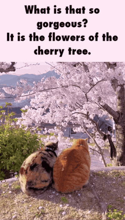 Two Cats Sitting Under A Cherry Blossom Tree With The Caption What Is That So Gorgeous It Is The Flowers Of The Cherry T GIF