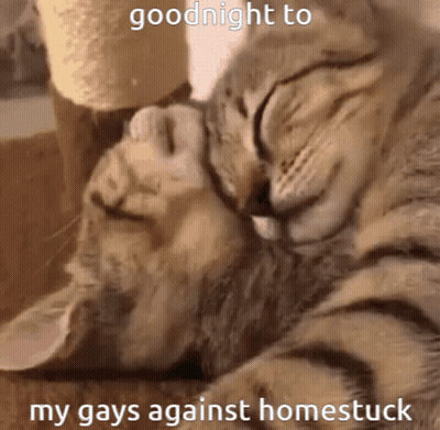 Two Cats Sleeping Goodnight GIF