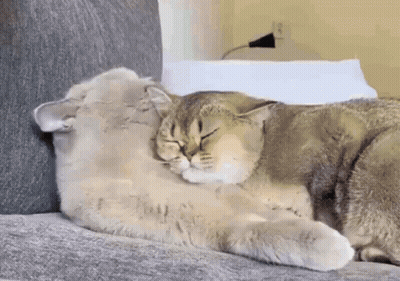 Two Cats Sleeping Head-To-Head On Couch GIF
