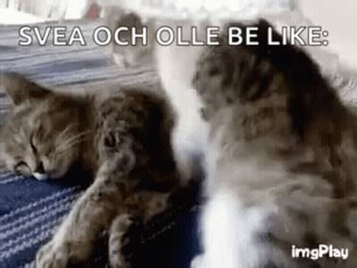 Two Cats Sleeping Svea Och Olle Be Like GIF