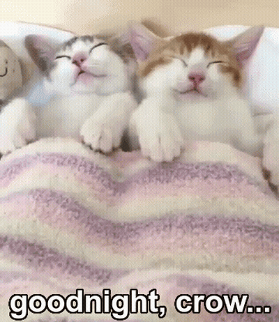 Two Cats Sleeping Under Blanket GIF