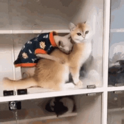 Two Cats Stacked One Wearing Sweater GIF