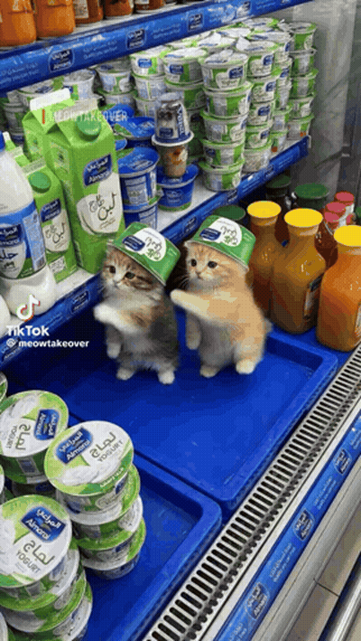 Two Cats Standing In Front Of Yogurt And Milk GIF