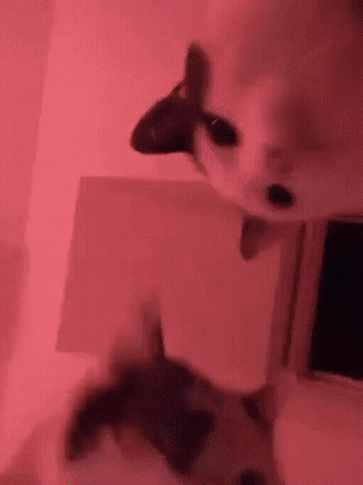 Two Cats Standing In Pink Room GIF