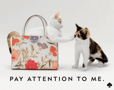 Two Cats Standing Next To A Kate Spade Purse GIF